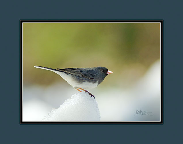 Junco